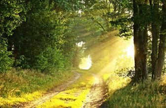 sunlight impacts mood health